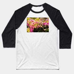 Pink Harlequin Hydrangea Flowers Baseball T-Shirt